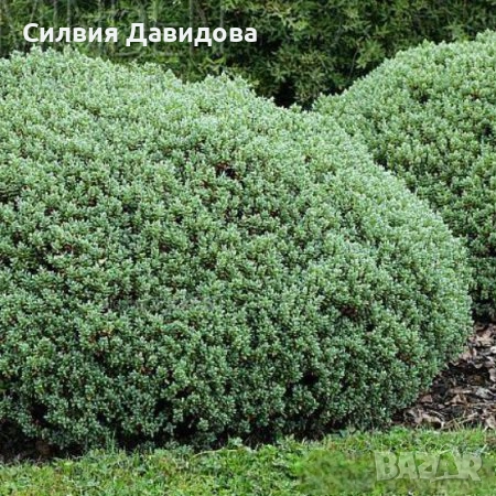 Хебе Hebe, снимка 4 - Градински цветя и растения - 52534903