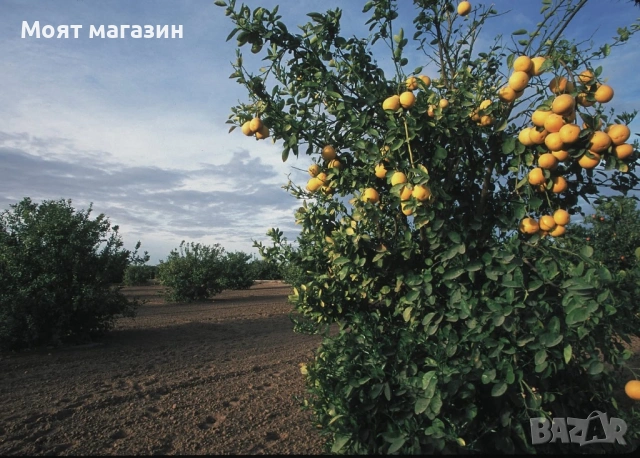 Грепфрут, снимка 5 - Градински цветя и растения - 53618975
