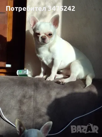 Търси си дама!, снимка 1