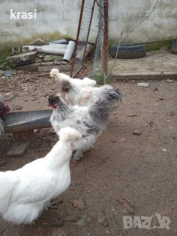 Копринки петлета, снимка 3 - Кокошки и пуйки - 53280544