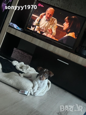 ДЖАК-ЖЕНСКО КУЧЕНЦЕ НА 2 МЕСЕЦА 0211250823, снимка 4 - Джак ръсел териер - 52260823