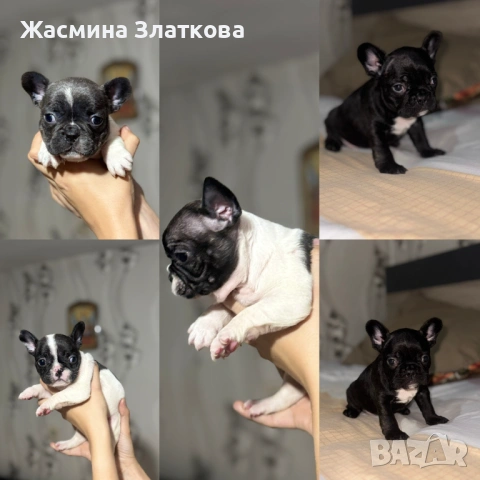 Френски булдог 