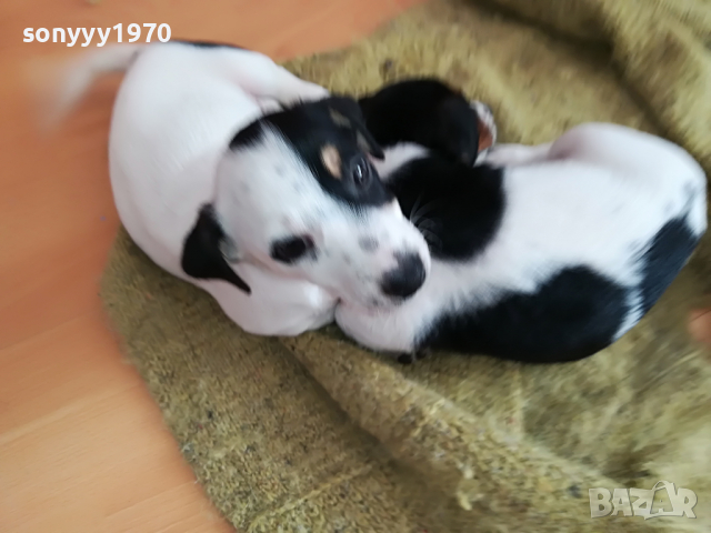 джак ГОЛЯМА СЛАДУРАНКА 1504220930, снимка 10 - Джак ръсел териер - 36463398