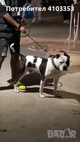 ТОП американско були за разплод по всяко време, снимка 2 - Питбул - 52446365