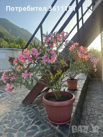 Продавам зокум/олиандър (намалено!)