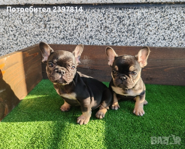 Френски булдог , снимка 2 - Френски булдог - 52372599