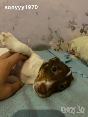 ДЖАК РЪСЕЛ БЕБЕТА 1210251006, снимка 6 - Джак ръсел териер - 52024674