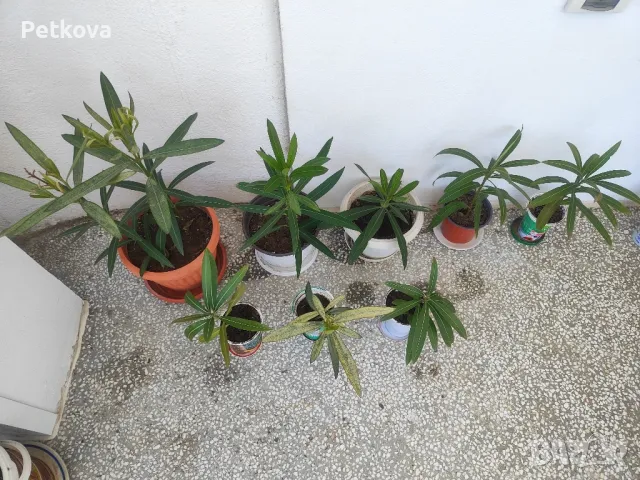 Зокуми(олеандър), снимка 3 - Стайни растения - 50163696