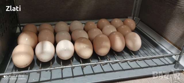 Петли Петлета , снимка 3 - Кокошки и пуйки - 53774152