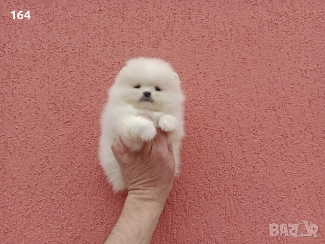 Мини Померани. Реални снимки !!! , снимка 4 - Померан - 53859129