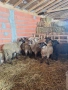 Селскостопански животни , снимка 4