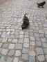 Малки немски овчарки!, снимка 9