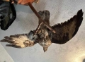 Продавам препарирана птица, снимка 5