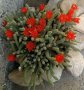 Кактус Echinopsis chamaecereus, снимка 1 - Градински цветя и растения - 35906952
