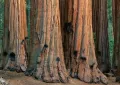 Нови качествени 15 семена от гигантска секвоя мамутово дърво sequoiadendron giganteum за декорация, снимка 16