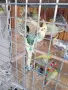 Вълнисти папагали и Корели, снимка 5