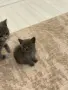 🐱 Продават се 3 прекрасни котета 🐱, снимка 3