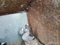 Индийски моки мъжки, снимка 2