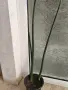 4 вида Сансевиера - чудесни, снимка 4