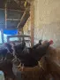Селски петлета.., снимка 3