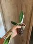 Хоя Blahernaezii, снимка 3