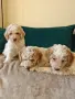 Лагото Романьоло , снимка 2