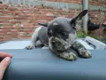Синьо мерле Френски Булдог , снимка 2