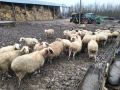 Свободно бременни овце, снимка 3