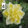Нарциси 5вида, снимка 4