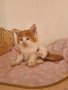 Чистокръвно котенце от породата Мейн Куун, снимка 1 - Мейн кун - 44143529