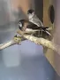 продавам японски амадини , снимка 1
