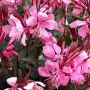 Гаура (Gaura lindheimeri), снимка 10