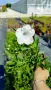 Продава се Руелия, Мексиканска петуния, Ruellia,  Mexican Petunia!!, снимка 6