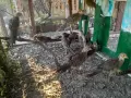 Червено златни фазани , снимка 5