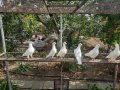 Продавам бели пощенски гълъби , снимка 1 - Гълъби - 42615045