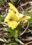 Ирис нисък , снимка 1 - Градински цветя и растения - 39886504