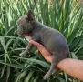 Френски. булдог , снимка 10