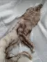 Яка от цяла лисица, снимка 10