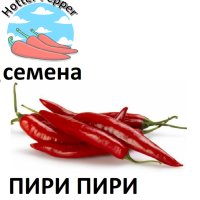 Семена за екзотични люти чушки, снимка 10 - Сортови семена и луковици - 44274579