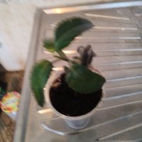 Каланхое дегримонтиана , снимка 2 - Стайни растения - 41168607