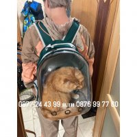 Прозрачна раница за транспортиране на котки и кучета  - КОД 2745, снимка 5 - За котки - 39938878