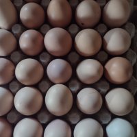 Продавам домашни кокоши яйца, снимка 1 - Кокошки и пуйки - 44174053
