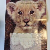 Стенен календар 2006 IFAW Animal Sanctuary Fund, снимка 8 - Други - 38776709