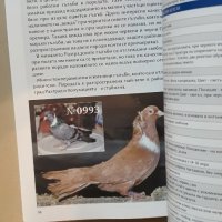 Български гълъби и кокошки, снимка 6 - Специализирана литература - 42222231