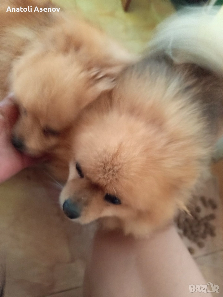 Мини немски шпиц-Померан, снимка 1