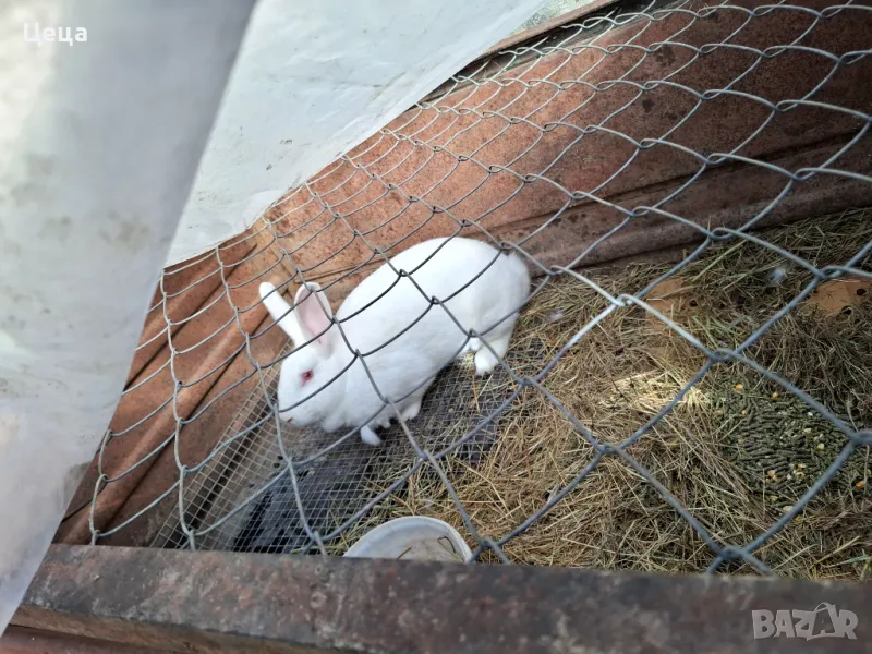 Зайци Цика, снимка 1