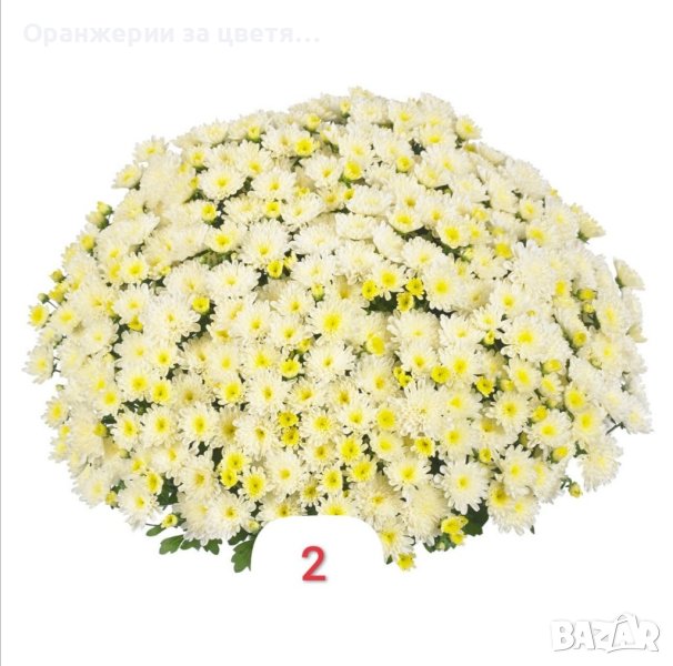 Кълбовидна хризантема разсад в Градински цветя и растения в гр. Ловеч ...