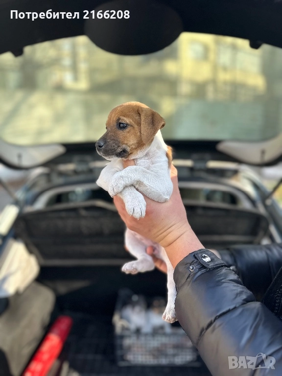 Джак ръсел териер, снимка 1