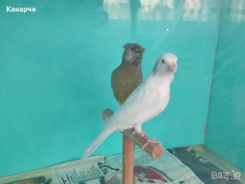 Канари, снимка 1