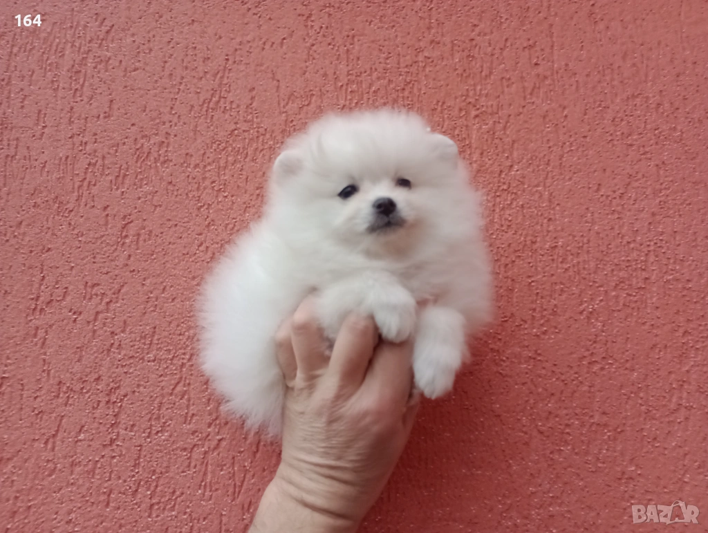 Померан. Реални снимки от 01.02.26 г. , снимка 1